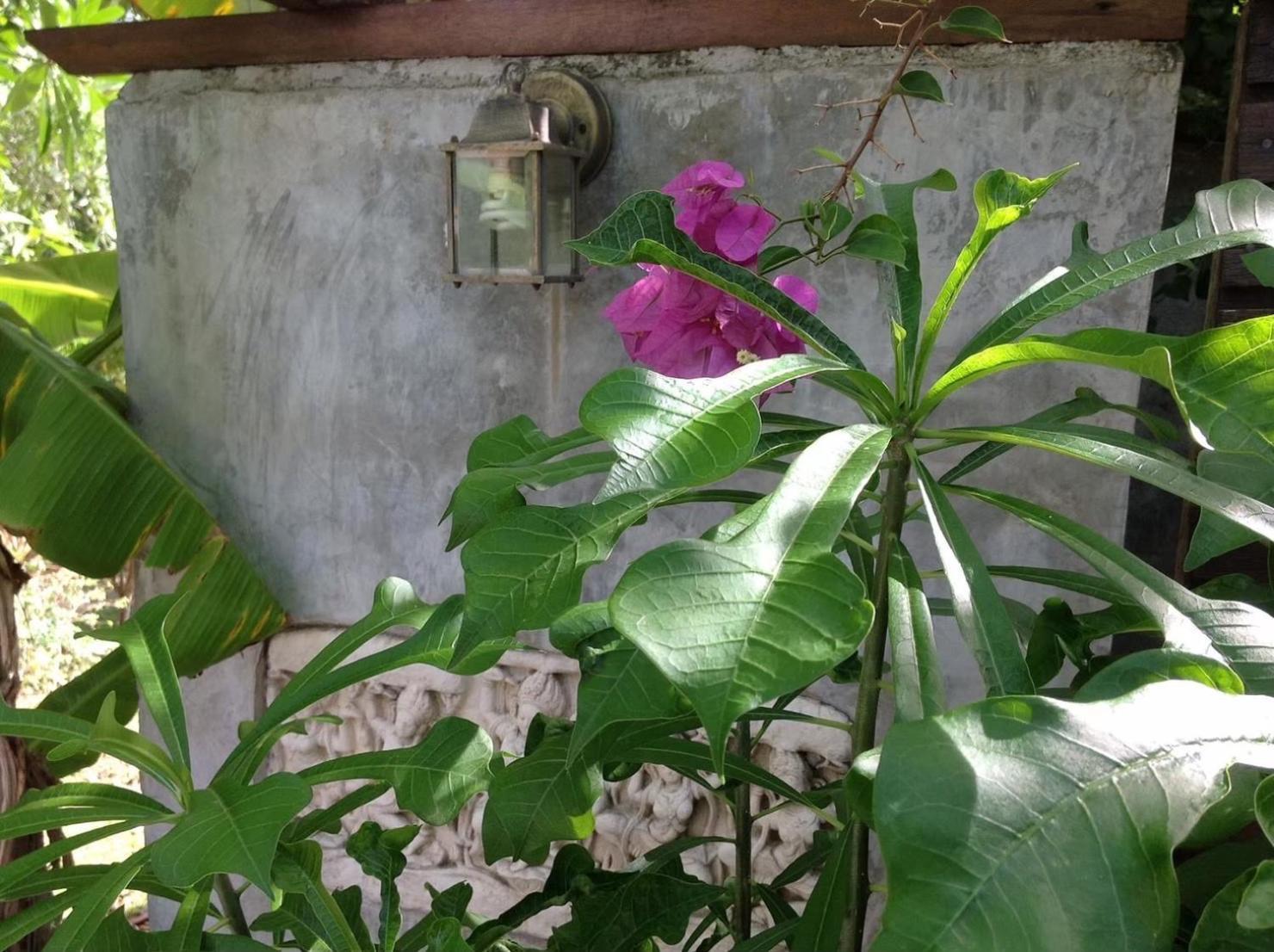Ananas Samui Hostel Lemszet-part Kültér fotó